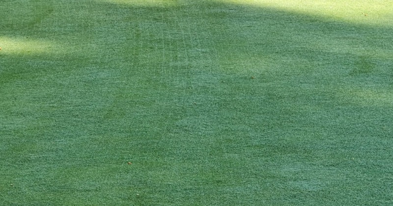 Top Tips For Saving Cost When Overseeding Golf Greens